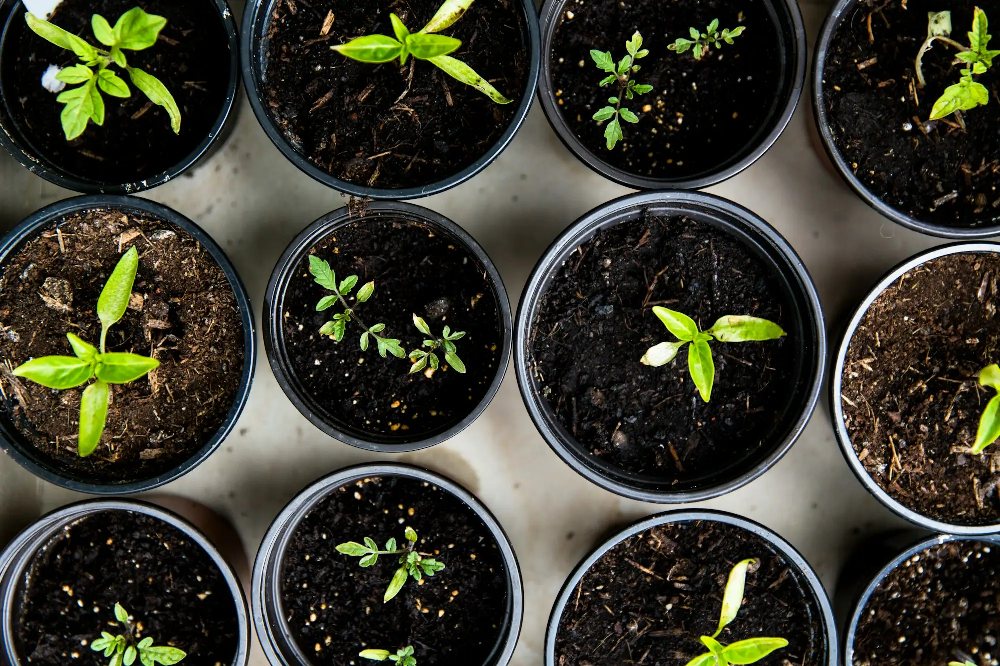 A young green seedling growing from dark soil in soft light
